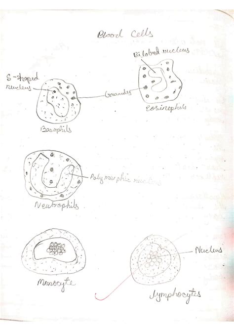 SOLUTION: Different types of blood cells - Studypool