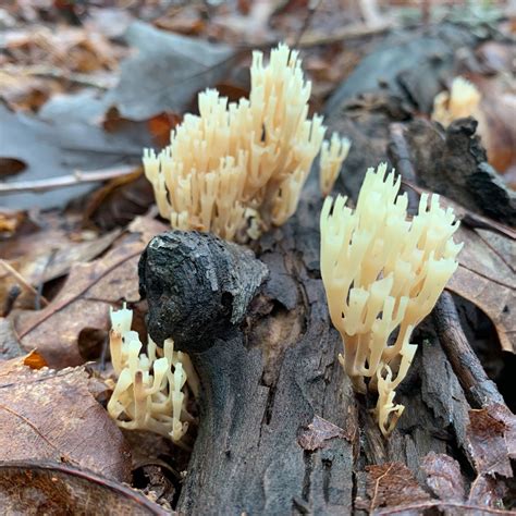 Crown Tipped Coral Fungi Middle Way Nature Reserve