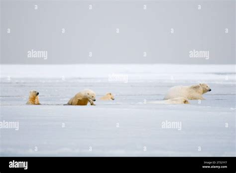 Polar Bears Ursus Maritimus Sows With Spring Cubs Move Through Slushy