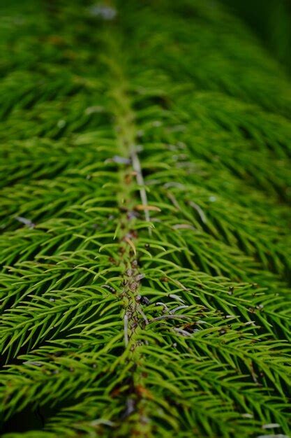 premium photo close   fern  grass