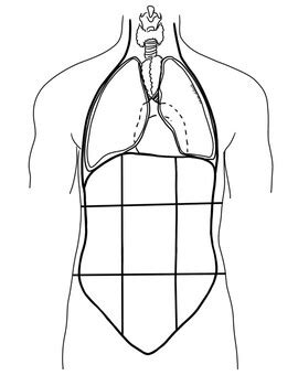 Large Oversized Abdominopelvic Region Diagrams Great For Differentiation