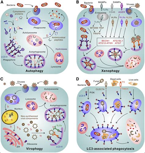 Autophagy And Cellular Immune Responses Immunity