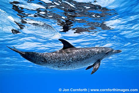 Atlantic Spotted Dolphin 9 Photo, Picture, Print | Cornforth Images