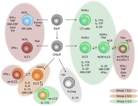 Frontiers Cytokine Networks Between Innate Lymphoid Cells And Myeloid