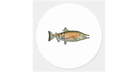 Chum Salmon Spawning Phase Classic Round Sticker Zazzle