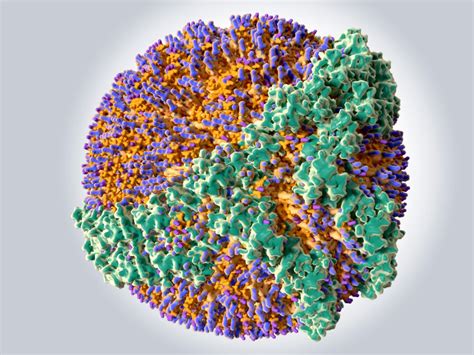 Can You Have Too Much "Good" (HDL) Cholesterol? | Scientific American