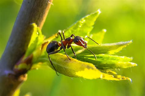 ant insect  pixabay