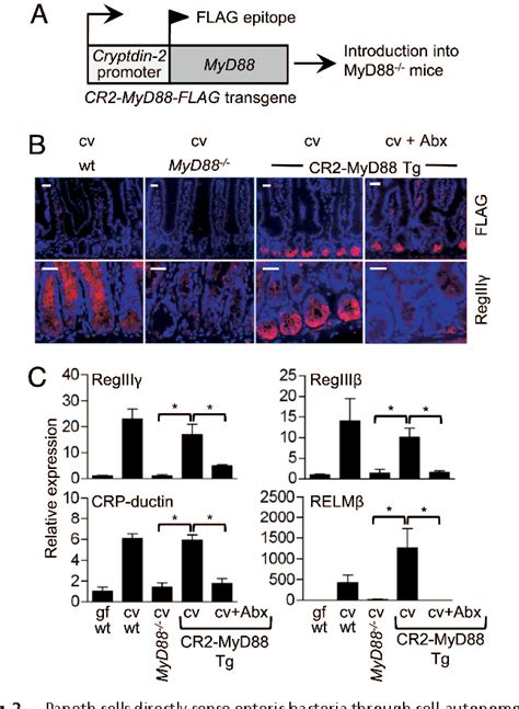 Figure 2 From Paneth Cells Directly Sense Gut Commensals And Maintain