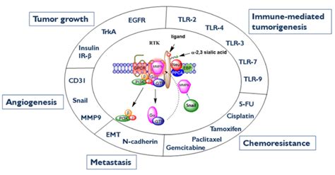 Neu Mmp Gpcr Signaling Platform In The Regulation Of Rt K And The