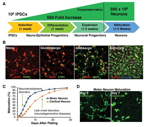 Cns Drug Discovery Using Ipsc Derived Neurons