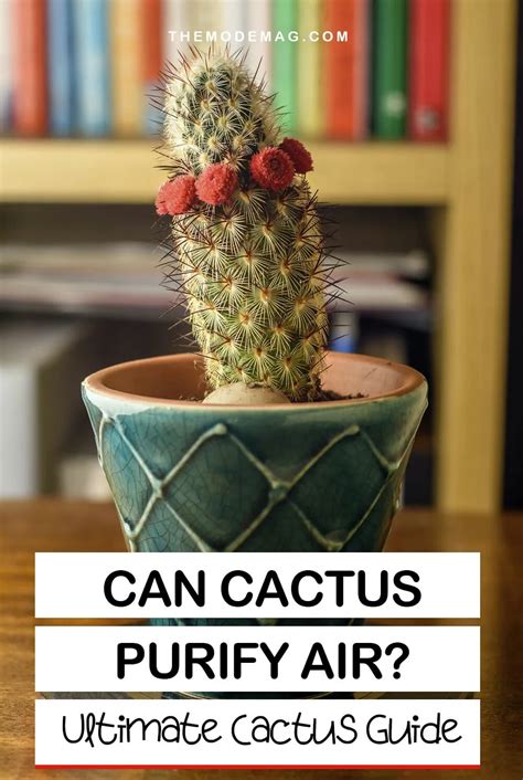 Can Cactus Purify Air The Ultimate Cactus Guide The Mode Mag