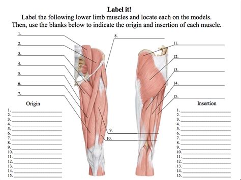 Lower Limb Unlabeled