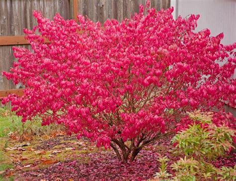 Euonymus alatus (Burning Bush)