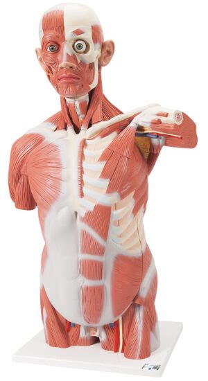 Modelo de Torso con Músculos Tamaño Natural 27 Partes Medical Factory