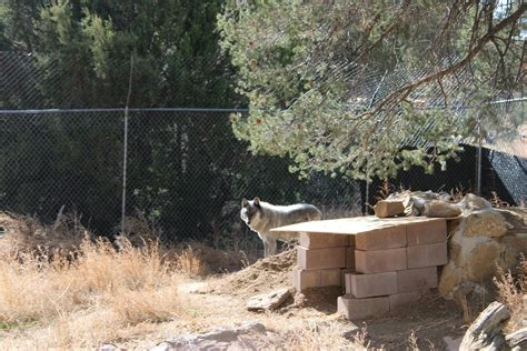 Western New Mexico wolf sanctuary fundraises to absorb Colorado ...