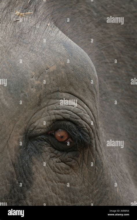 Close Up Of An Indian Elephants Eye Stock Photo Alamy