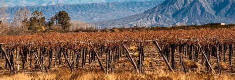 Maratona Internacional de Mendoza 2025 Percursos inscrições e