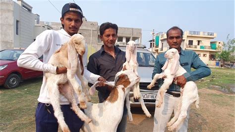 Rk Goat Farm Gujarat Hyderabadi Patira Top Class Breed Youtube