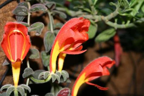 Columnea Gloriosa O Floare Decorativa Biaplant
