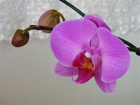 Blume Orchidee Kostenloses Foto Auf Pixabay Pixabay