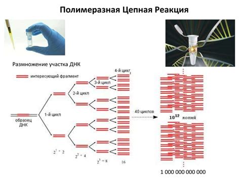 Полимеразная цепная реакция - презентация онлайн