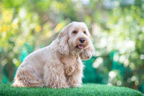 Cocker Spaniel Maltese Mix