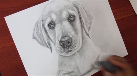 Realistic Puppy Drawing at PaintingValley.com | Explore collection of ...