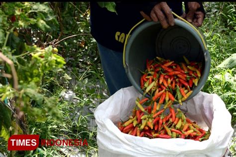 Harga Cabai Di Probolinggo Meroket Tembus Rp Ribu Per Kilogram