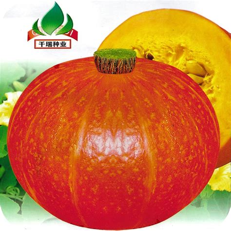 เมล็ดฟักทองญี่ปุ่นผิวส้ม 10เมล็ด25เมล็ด Orange Japanese Pumpkin เมล็ด