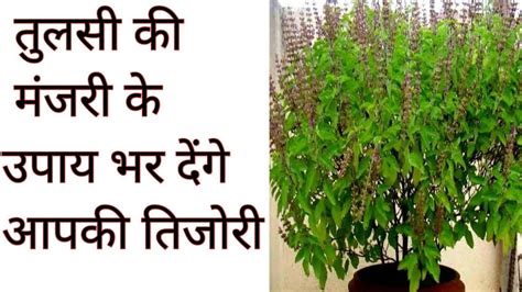 Dhan Prapti Ke Liye Tulsi Ke Upayतुलसी की मंजरी के उपाय भर देंगे