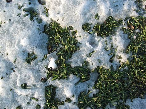 winter rye in snow - Whitetail Habitat Consulting @ Full Potential ...