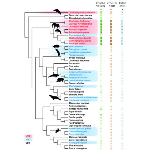 Specific Fixed Specific Amino Substitutions In Udt Mammals Udt