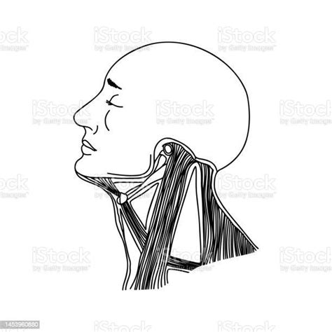 Human Neck Muscles Stock Illustration Download Image Now Adult Adults Only Anatomical