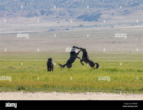 Wild Horse Stallions Fighting Stock Photo - Alamy