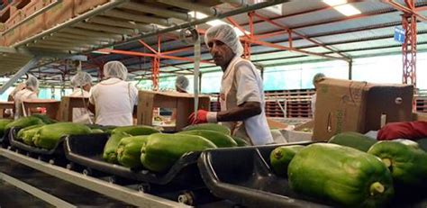 Exportaciones Agropecuarias Aumentan Por Ciento En Diciembre De