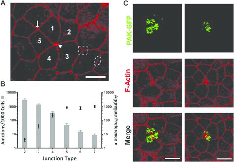 P Aeruginosa Aggregates At Multicellular Junctions Cell Junction