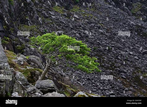 ire tree  res stock photography  images alamy