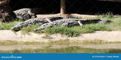 Nile Crocodiles Crocodylus Niloticus Basking In The Sun Pix Sanjiv