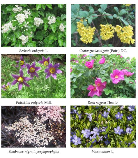 Figure 1 from Flowers and Inflorescences of Selected Medicinal Plants ...