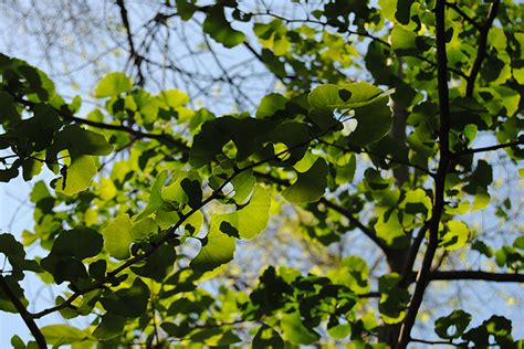 Flora Arquivo Jardim Gulbenkian