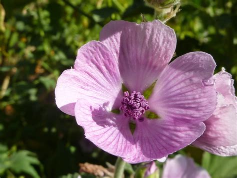 Materia Medica Folio : Althea officinalis