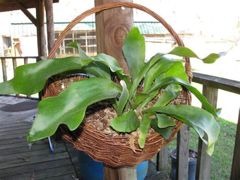 Sensational Hanging Basket For Staghorn Fern Apollo Exports