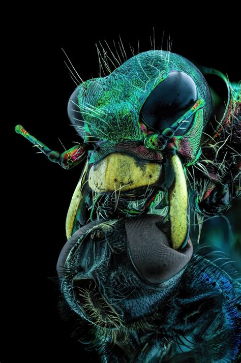 Winners Of The Nikon Small World Photomicrography Contest Create Art