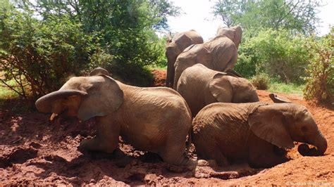 Sheldrick Wildlife Trust On Twitter Elephant Etiquette Often Goes Out