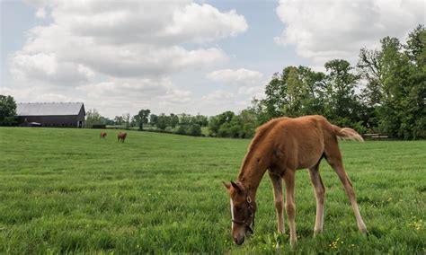 VISIT HORSE COUNTRY | Airdrie Stud