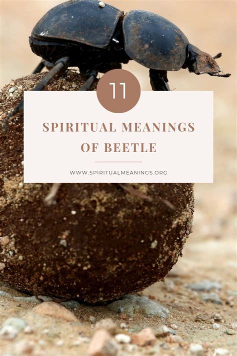 What Is The Spiritual Meaning Of Seeing A Beetle At Preston Hopper Blog