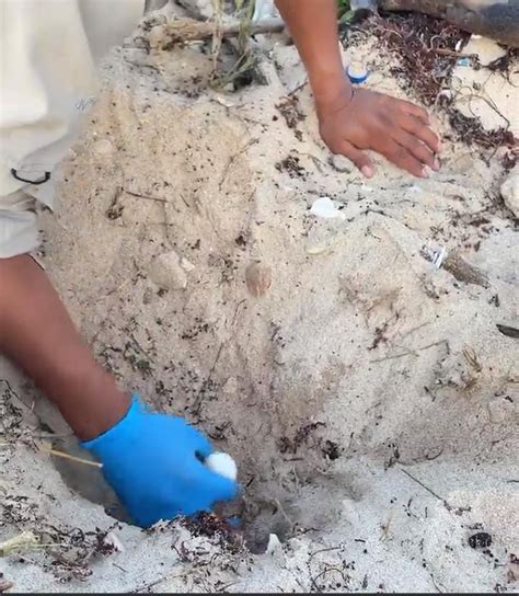 Limpieza De Playas Comienzan Arribo De Tortugas Marinas A Mahahual