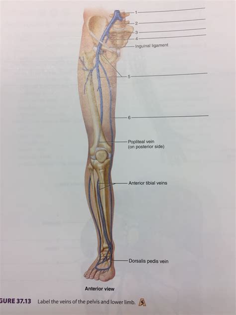 Figure 3713 Veins Of The Pelvis And Leg Diagram Quizlet