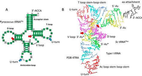 Unusual noncanonical intron editing is important for tRNA splicing in ...