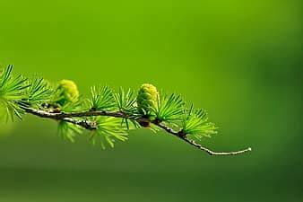 Plant Texture Nature Conifer Green Branch Coniferous Background